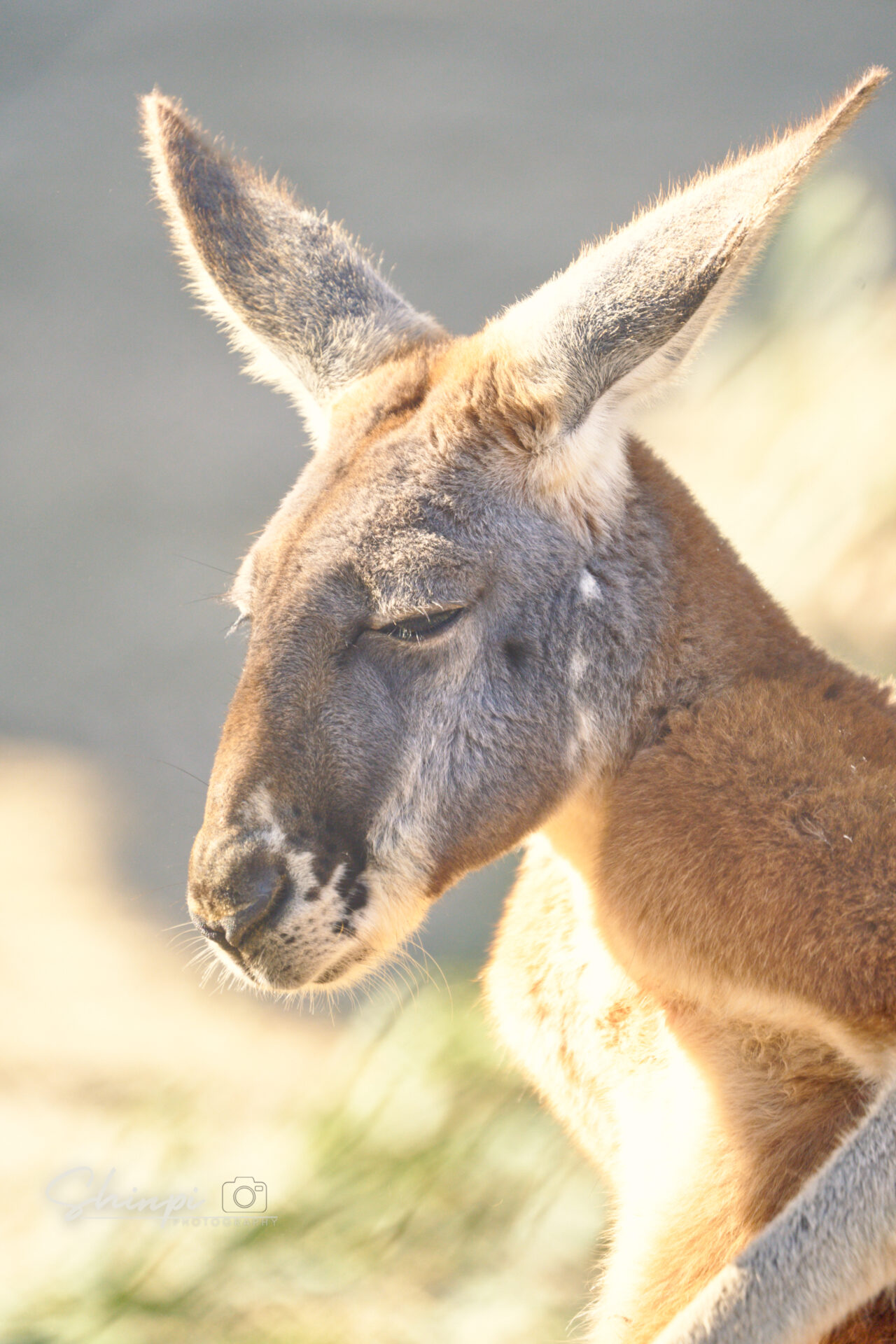 カンガルー